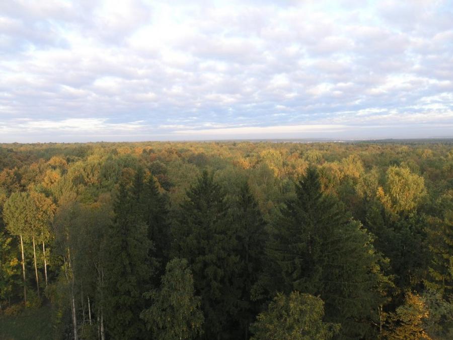 Прокуратура Москвы не нашла оснований для принятия мер по жалобам защитников Троицкого леса